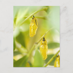 Cocoon of Paper Kite Butterfly, Okinawa Postcard