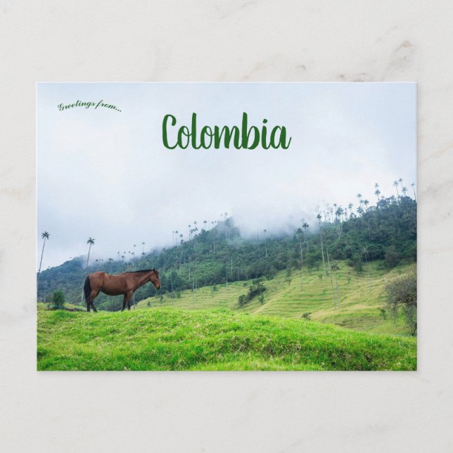 Cocora Valley in Colombia Postcard (Front)