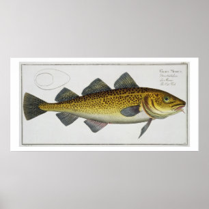 Cod (Gadus Morhua) plate LXIV from 'Ichthyologie, Poster