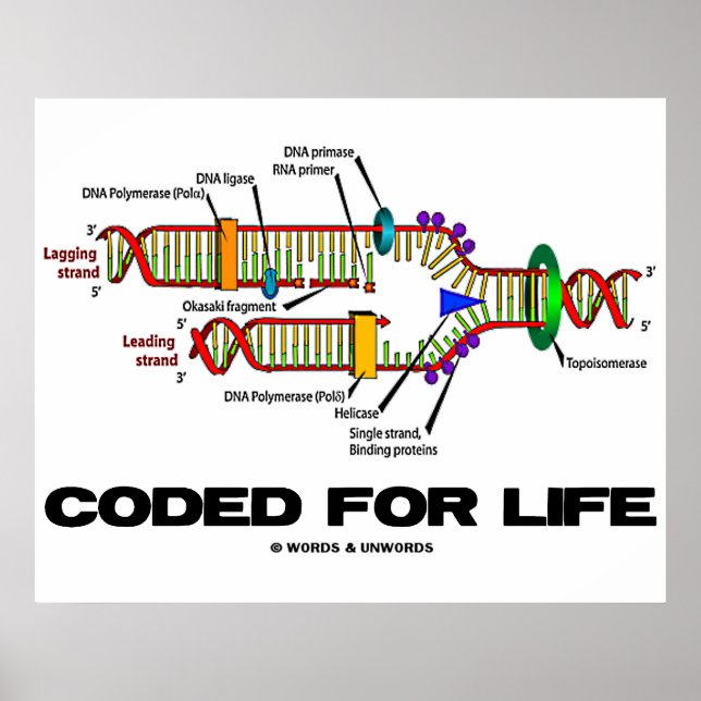 Coded For Life (DNA Replication) Poster (Front)