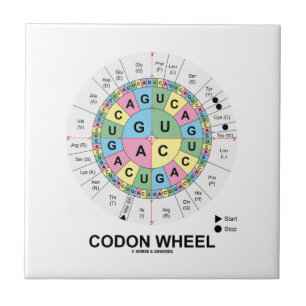 Codon Wheel (RNA Codons Amino Acids) Tile
