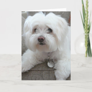 Cody, adorable Maltese on chair #1 Card