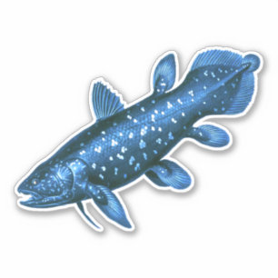 Coelacanth