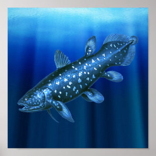 Coelacanth Poster