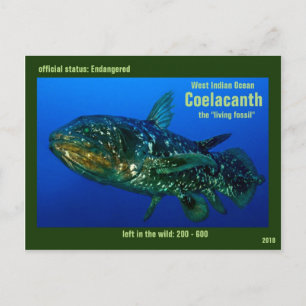 Coelaconth, the "Fossil Fish" is Living Postcard
