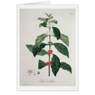 Coffea Arabica from 'Phytographie Medicale' by Jos