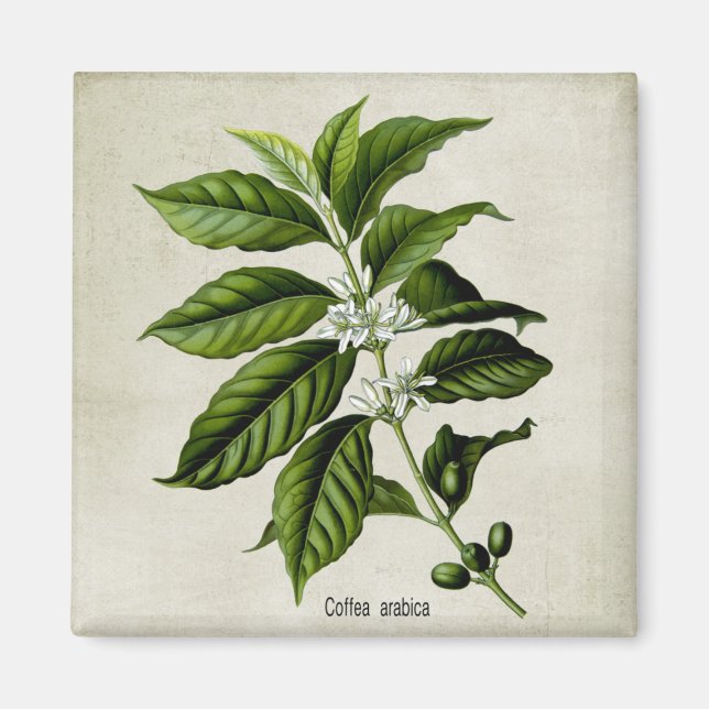 Coffea Arabica Magnet (Front)