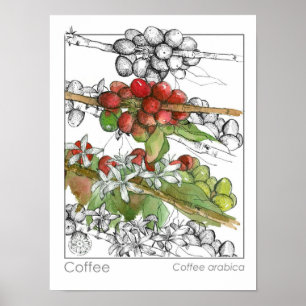 Coffee Bean Plant Branch Herb Illustration Poster