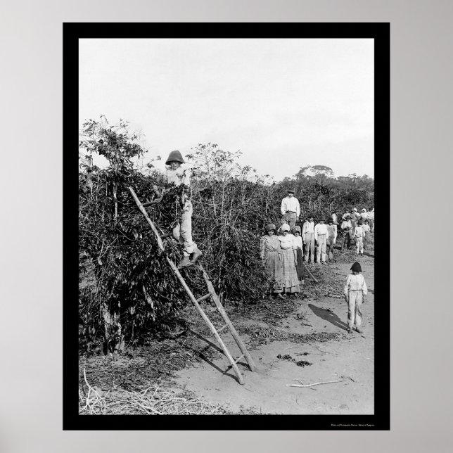 Coffee Berry Pickers in Brazil 1911 Poster (Front)