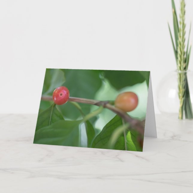 Coffee Cherries Nature Photo Card (Front)
