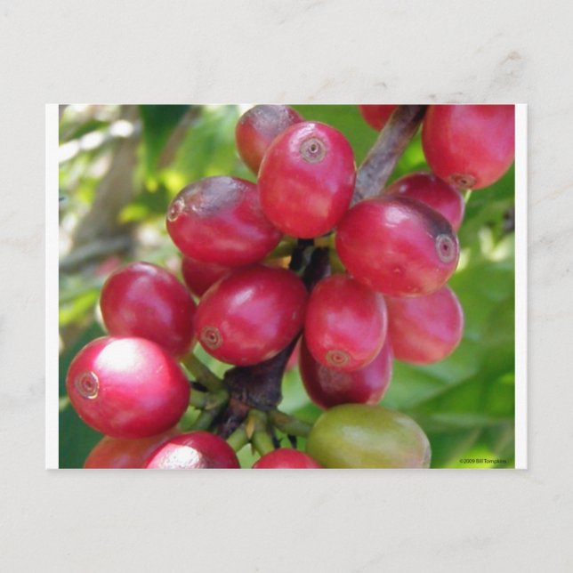 Coffee Cherries Postcard (Front)