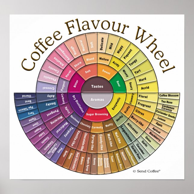 Coffee Flavour Wheel Wall Art - Large (Front)