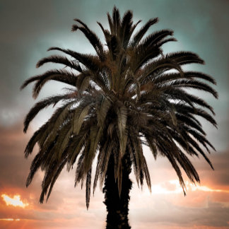 Coffee Mug Living my best life palm tree & sunset