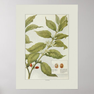 Coffee Poster