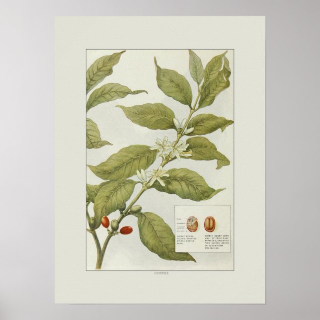 Coffee Poster (Front)