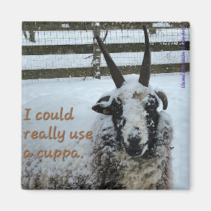 Coffee Sheep Magnet #1 - Precious