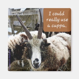 Coffee Sheep Magnet #2 - Precious