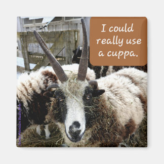 Coffee Sheep Magnet #2 - Precious