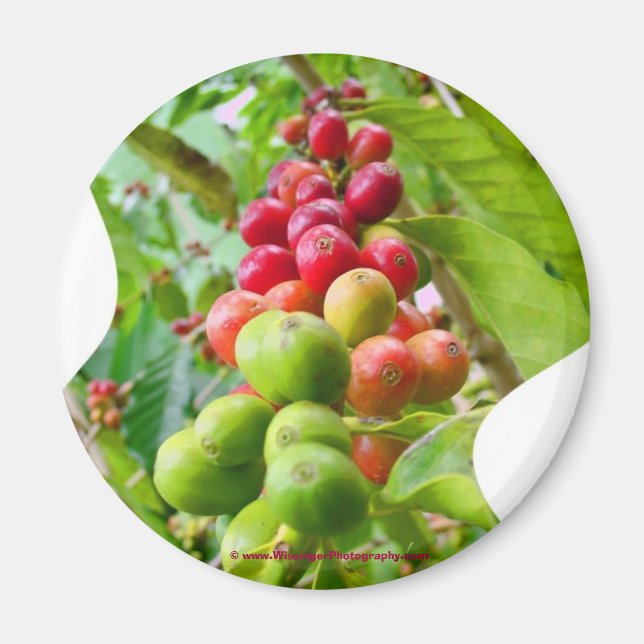 Coffee Tree Magnet (Front)