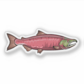 Coho Salmon Spawning Phase illustration