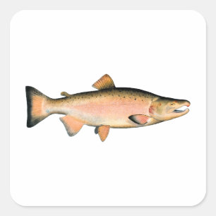Coho - Silver Salmon (spawning phase) Square Sticker