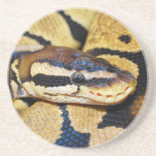 Coiled Ball Python Closeup Coaster