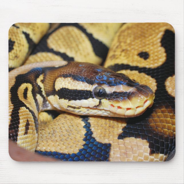 Coiled Ball Python, Face, Head Mouse Pad (Front)