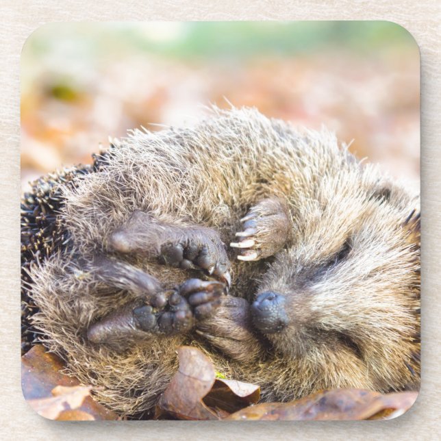 Coiled hedgehog lying on leaves in fall season coaster (Front)