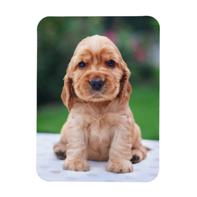 Coker Spaniel Puppy Magnet (Vertical)
