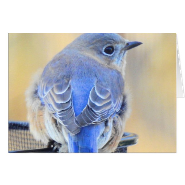 Cold Bluebird in NH (Front Horizontal)