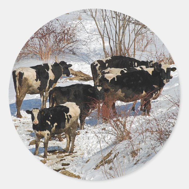 Cold Cows Sticker (Front)