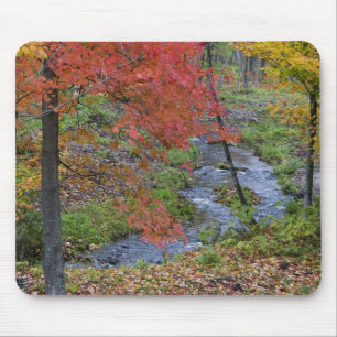Coles Creek lined with autumn maple trees near Mouse Pad