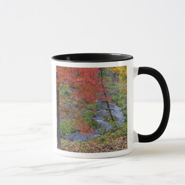 Coles Creek lined with autumn maple trees near Mug (Right)