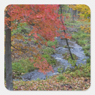 Coles Creek lined with autumn maple trees near Square Sticker