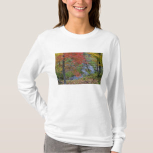 Coles Creek lined with autumn maple trees near T-Shirt