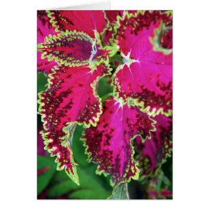 "Coleus #1"