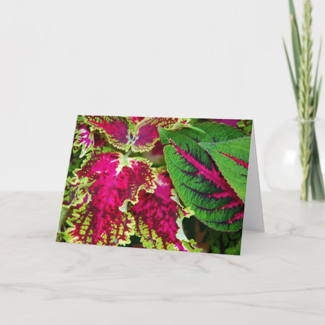 Coleus art card (Front)