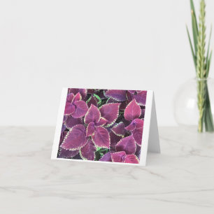 Coleus Card