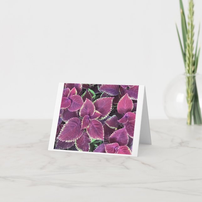 Coleus Card (Front)