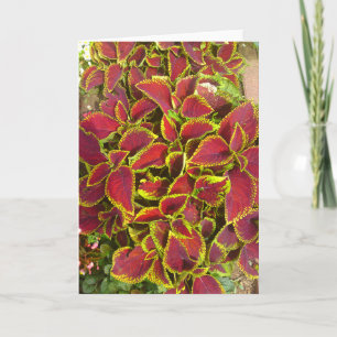 Coleus Flower Patch Greeting Card