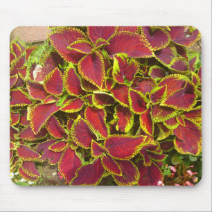 Coleus Flower Patch Mousepad