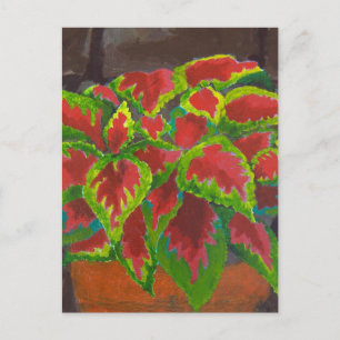 Coleus in Terracotta Postcard
