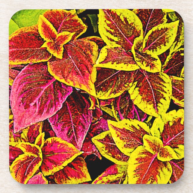 Coleus Leaf Burst Design Coaster (Front)