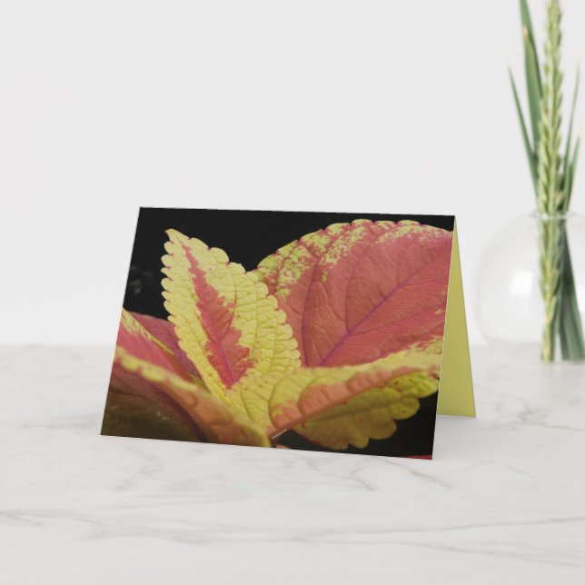 Coleus Leaves Card (Front)