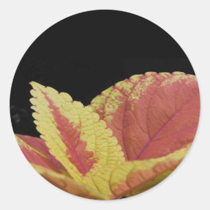 Coleus Leaves Classic Round Sticker