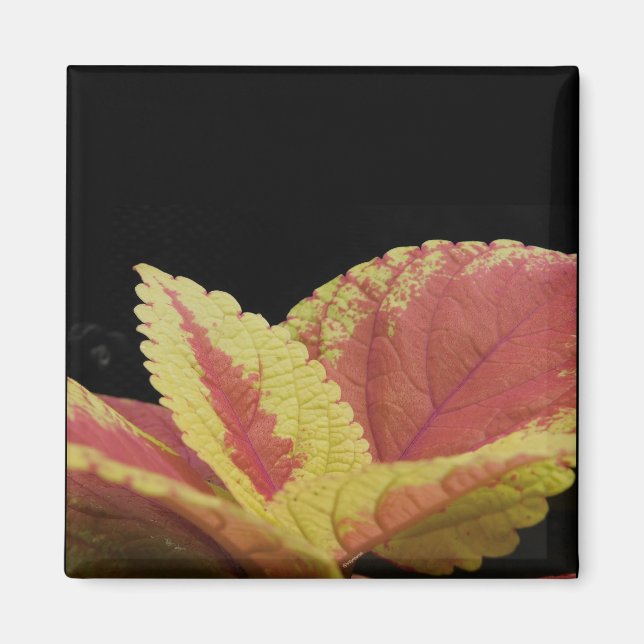 Coleus Leaves Magnet (Front)