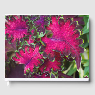 Coleus Macro  Guest Book