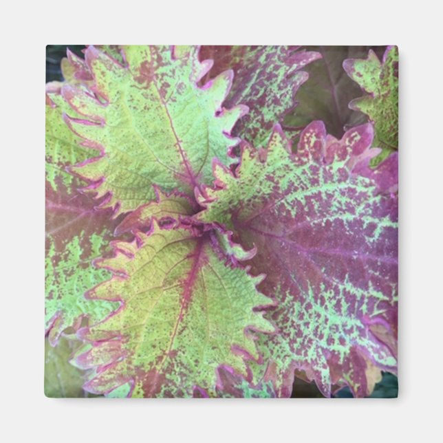 Coleus Magnet (Front)