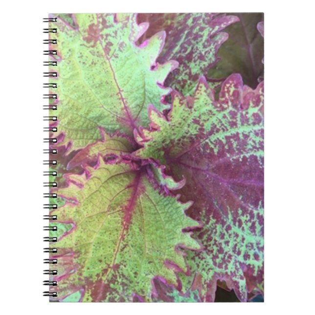 Coleus Notebook (Front)
