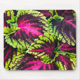 Coleus Plant Leaves Mouse Pad